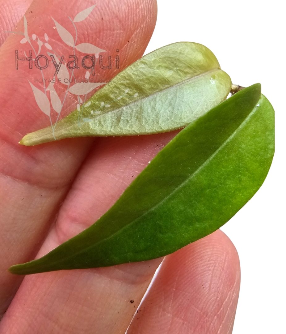 Hoya exilis