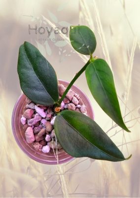 Hoya acuminata