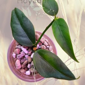 Hoya acuminata