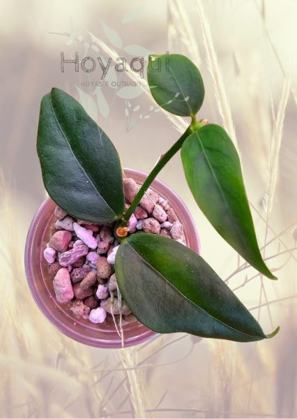 Hoya acuminata