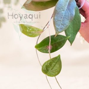Hoya sp. UT-039 ‘Flores Island’