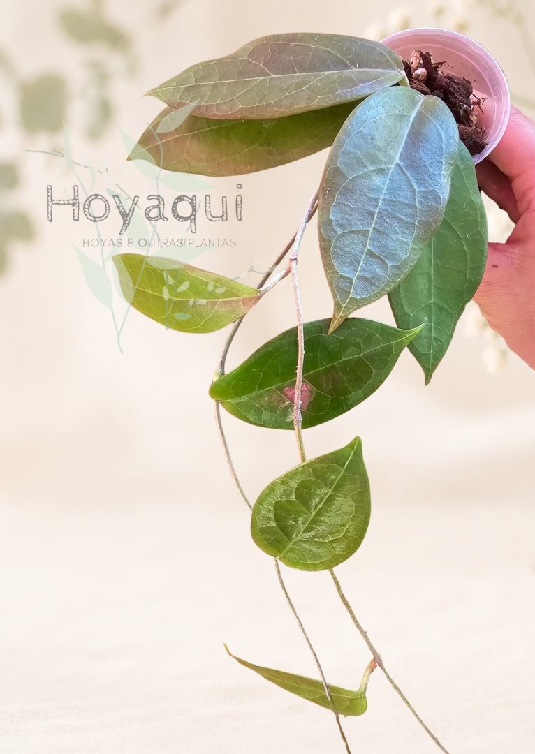 Hoya sp. UT-039 ‘Flores Island’