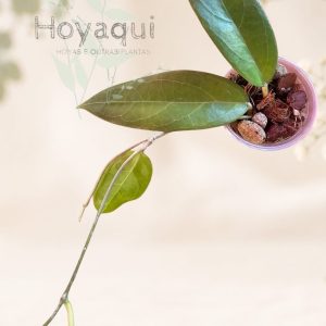Hoya sp. UT-039 ‘Flores Island’