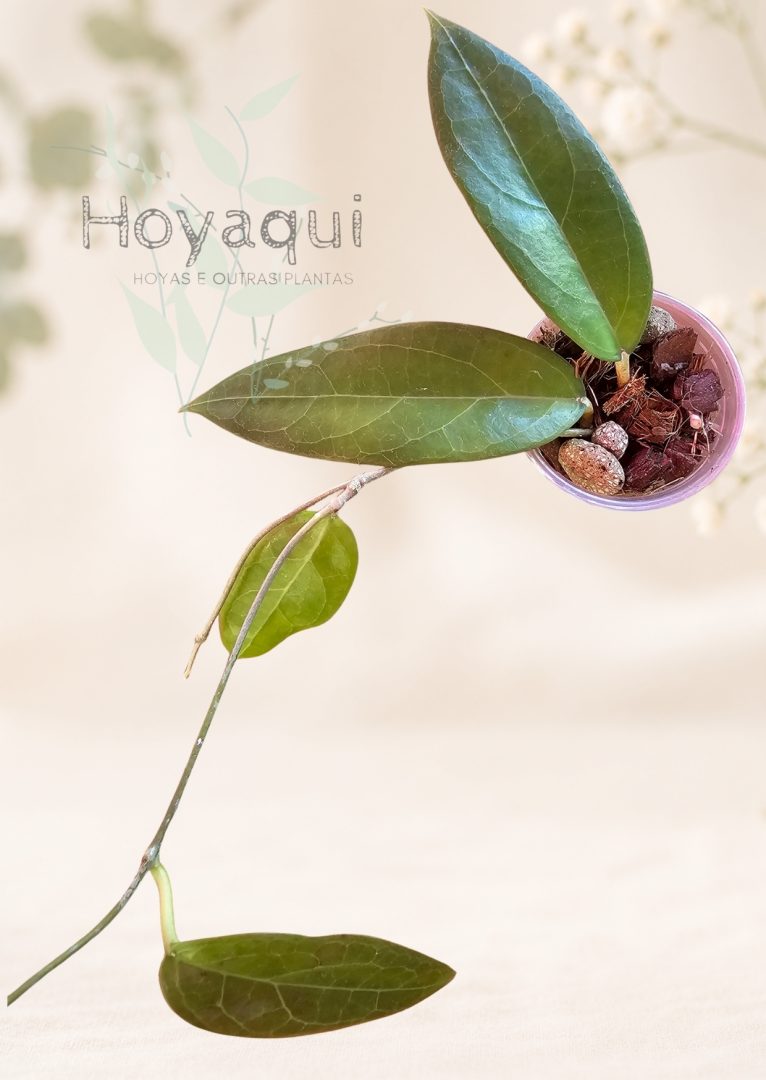 Hoya sp. UT-039 ‘Flores Island’