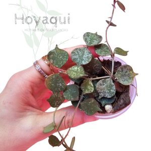 Hoya curtisii splash