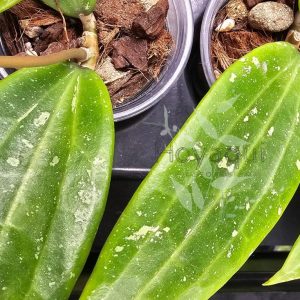Hoya sp. Loei Province