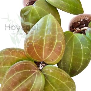 Hoya latifolia sp. Maluku