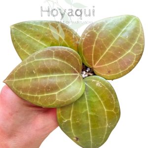 Hoya latifolia sp. Maluku