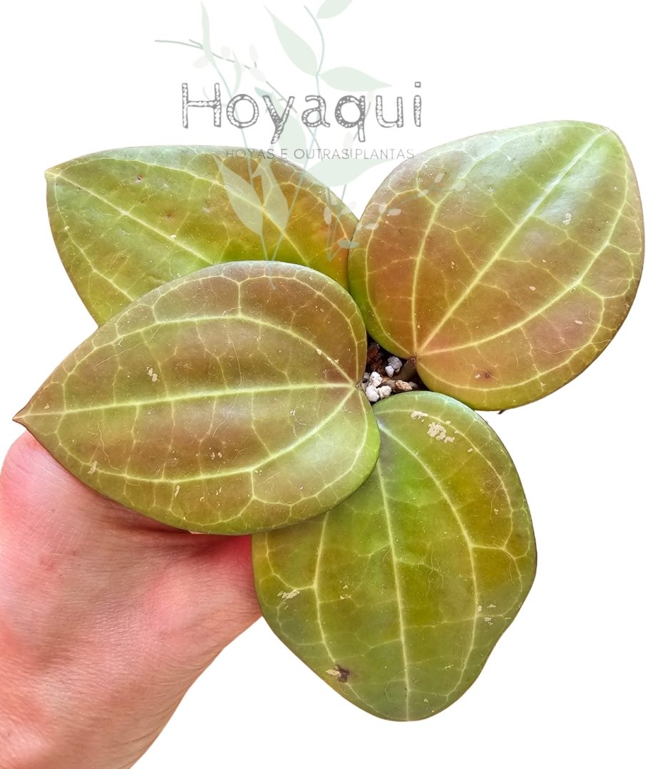 Hoya latifolia sp. Maluku