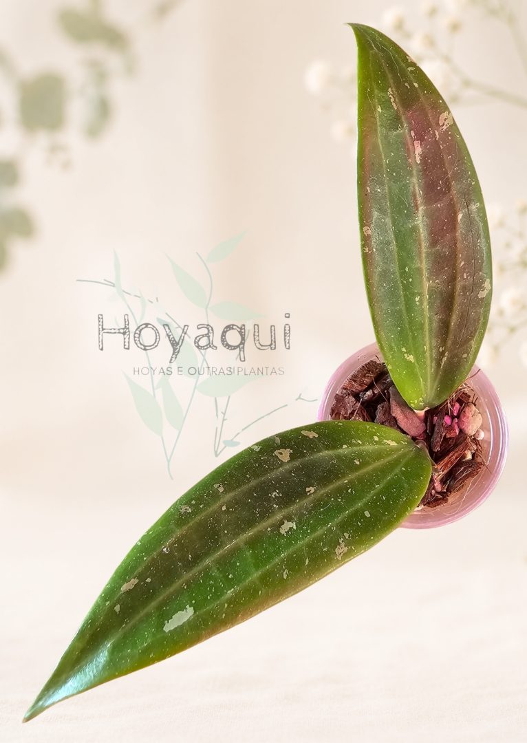 Hoya sp. Loei Province