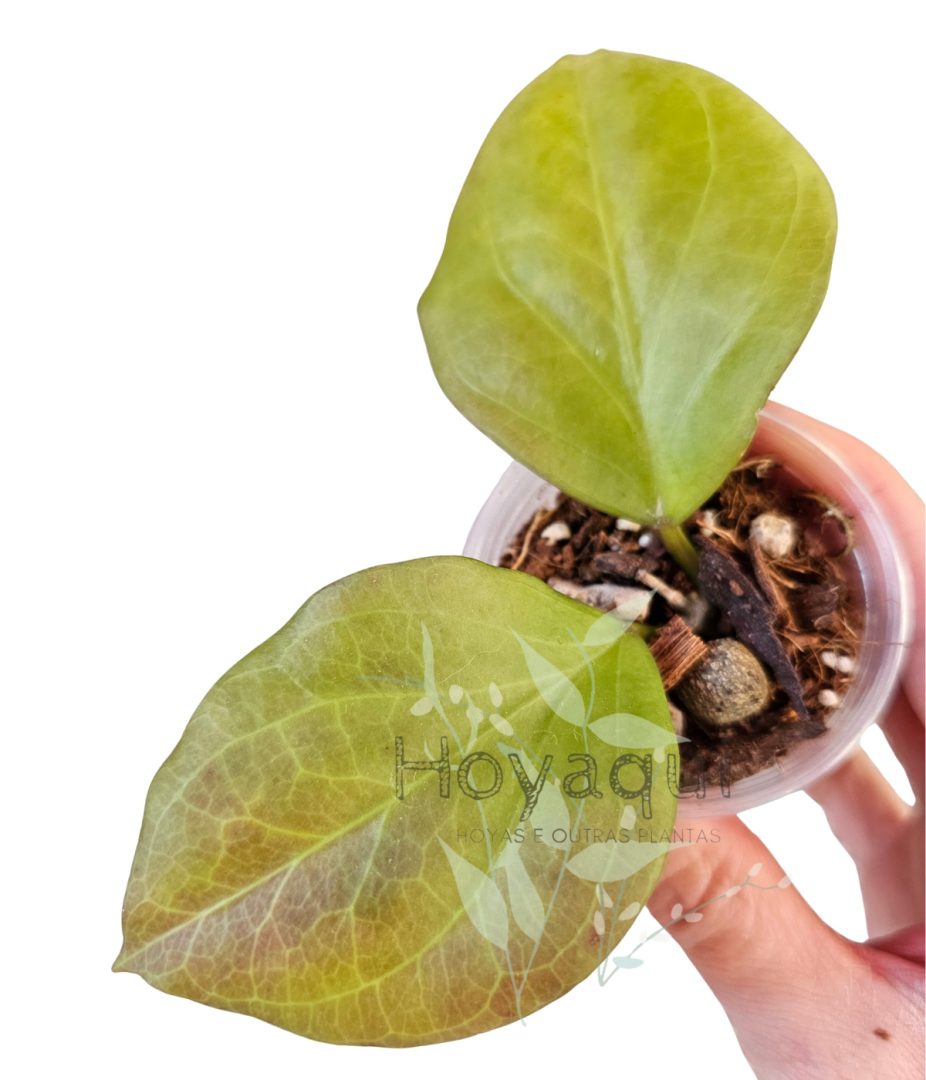 Hoya chuniana