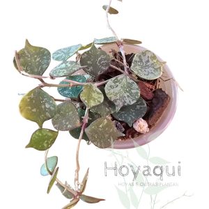 Hoya curtisii