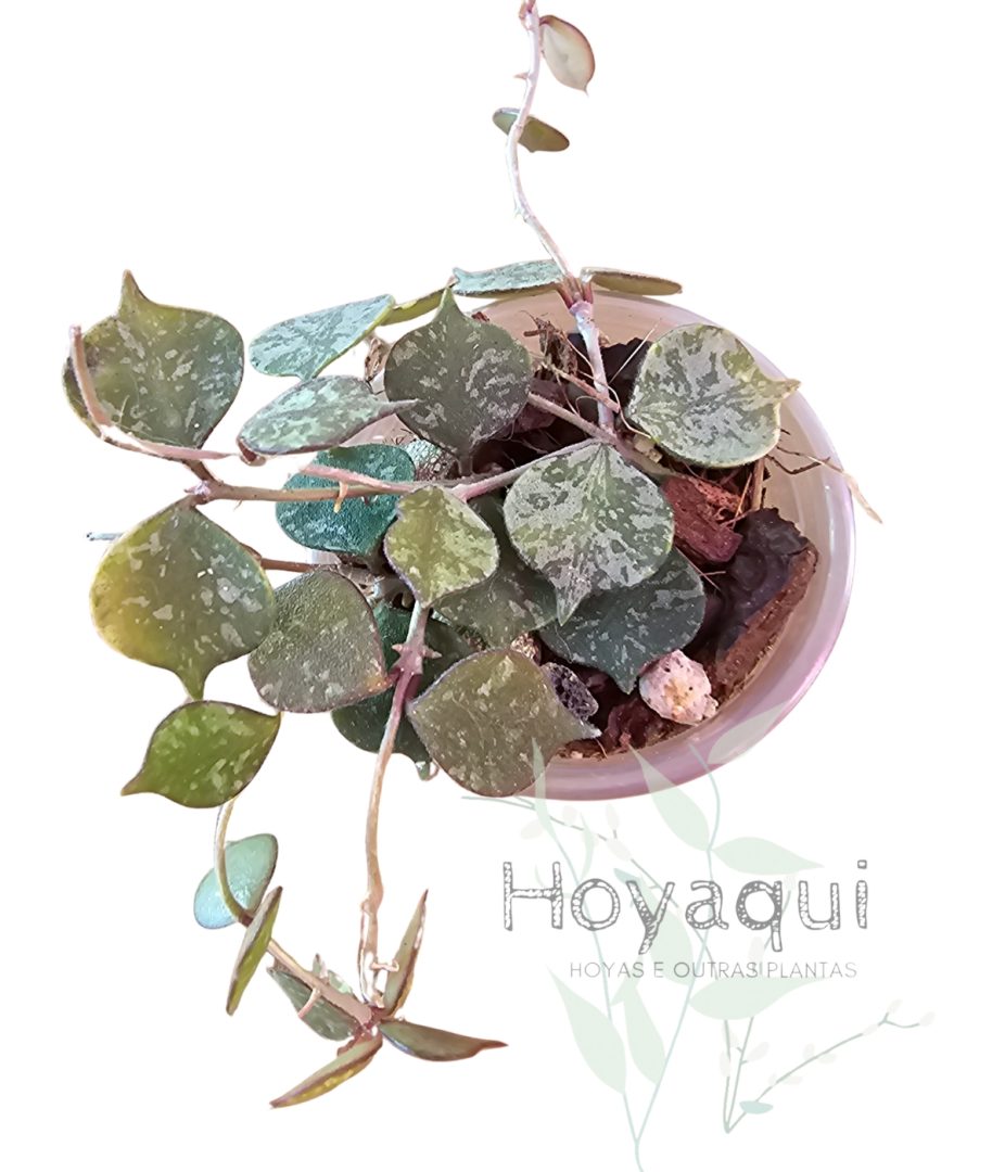 Hoya curtisii