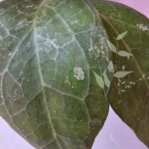 Hoya verticillata sp. Lampung