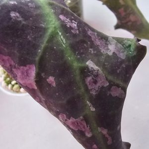 Hoya undulata (AH first clone)