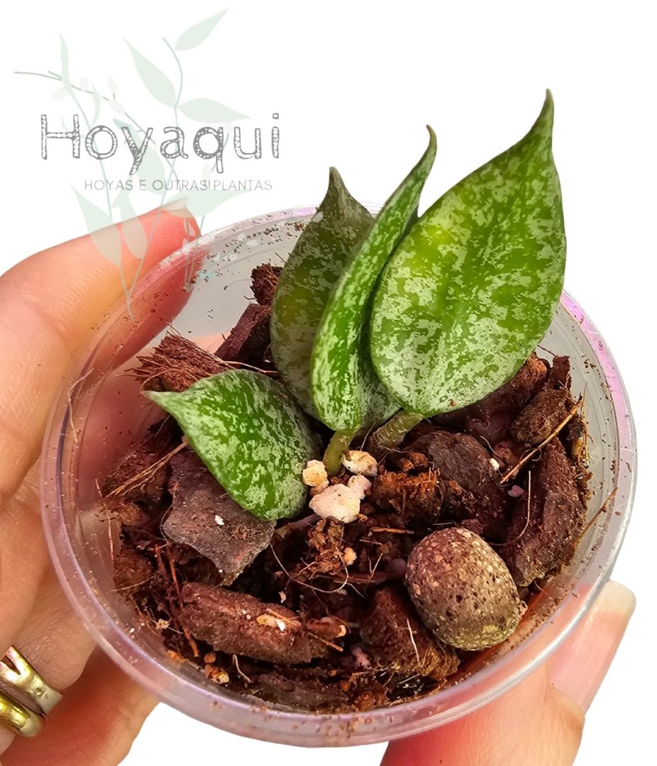 Hoya lacunosa 'Autumn Blush'