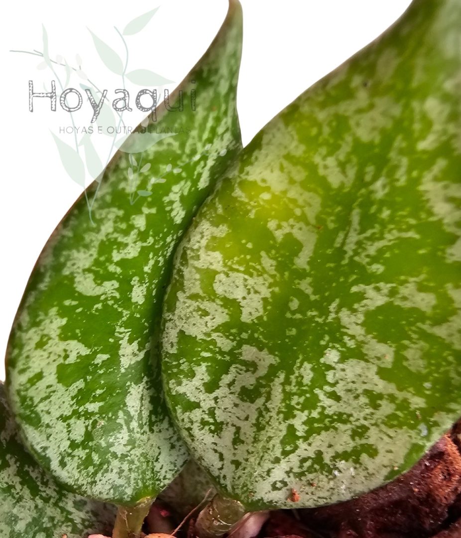 Hoya lacunosa 'Autumn Blush'