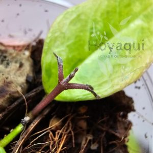 Hoya ‘Denisi Frida’