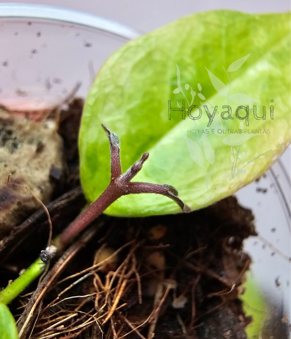 Hoya ‘Denisi Frida’