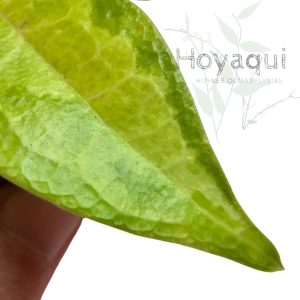 Hoya ‘Denisi Frida’