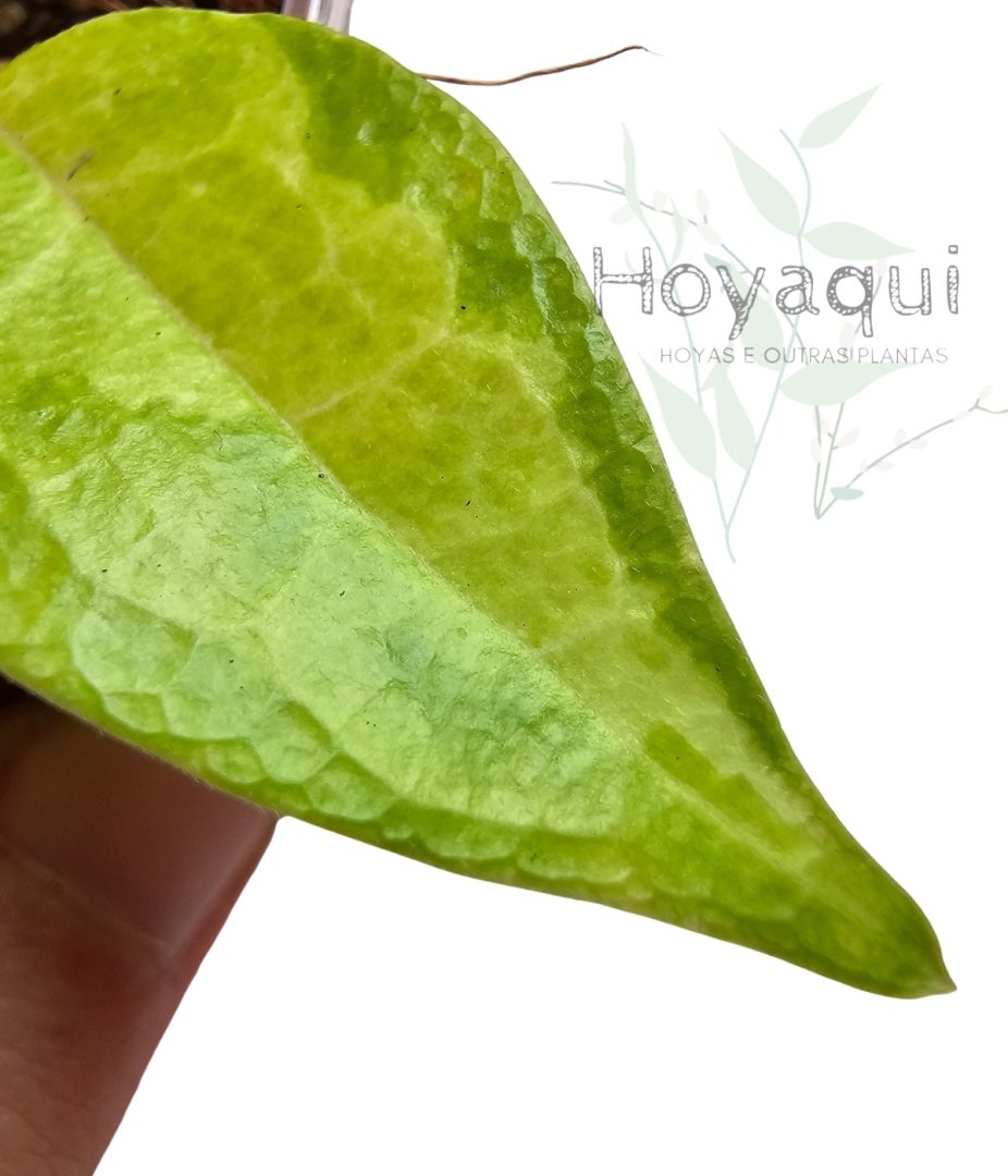 Hoya ‘Denisi Frida’