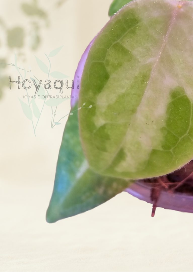 Hoya dennisii ‘Frida’