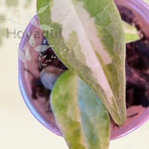 Hoya dennisii ‘Frida’