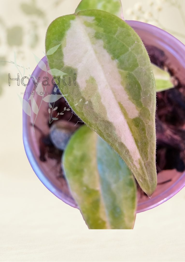 Hoya dennisii ‘Frida’