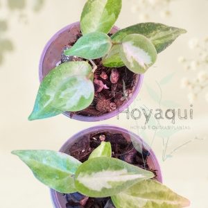 Hoya dennisii ‘Frida’