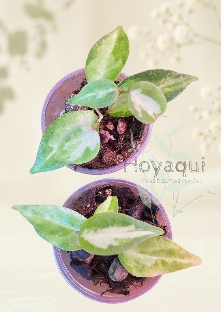 Hoya dennisii ‘Frida’