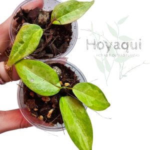 Hoya ‘Denisi Frida’