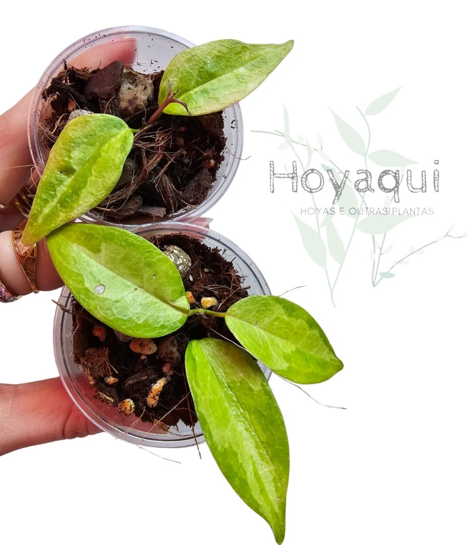 Hoya ‘Denisi Frida’