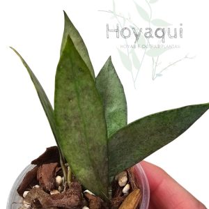 Hoya lacunosa 'Autumn Blush'