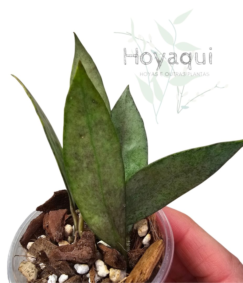 Hoya lacunosa 'Autumn Blush'