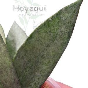 Hoya lacunosa 'Autumn Blush'