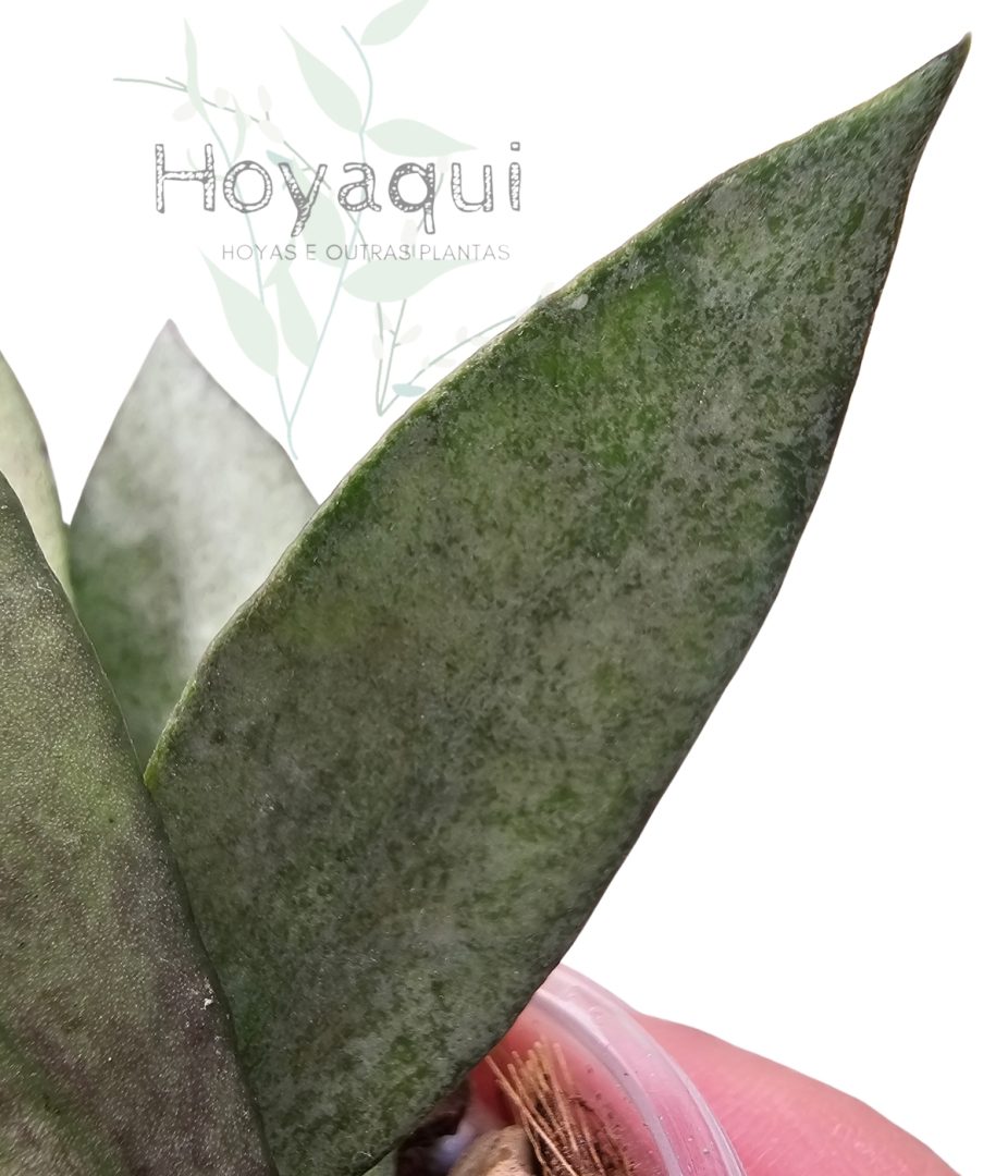 Hoya lacunosa 'Autumn Blush'