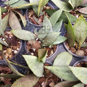 Hoya lacunosa 'Autumn Blush'