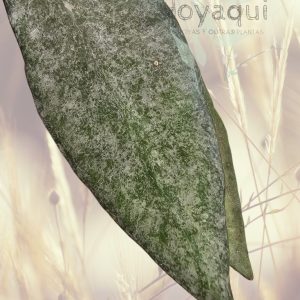 Hoya lacunosa ‘Autumn Blush’ (long leaves)