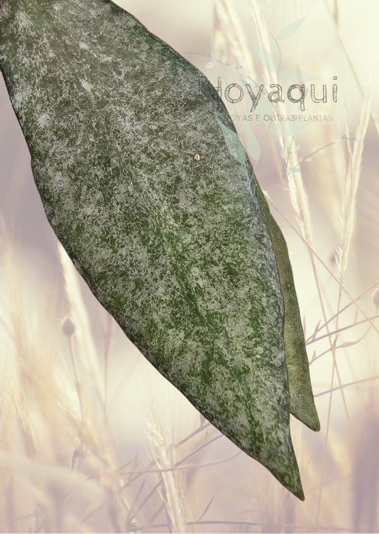 Hoya lacunosa ‘Autumn Blush’ (long leaves) Hoya lacunosa ‘Autumn Blush’ (long leaves)