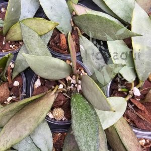 Hoya lacunosa ‘Autumn Blush’ (long leaves)