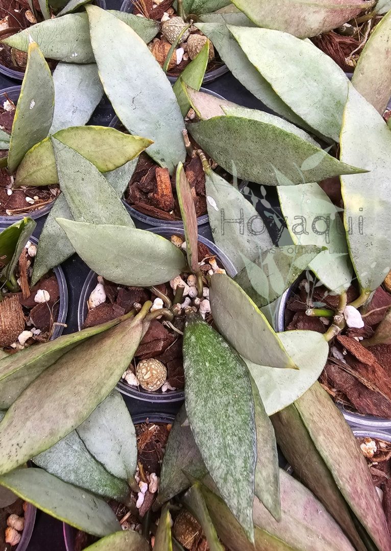 Hoya lacunosa ‘Autumn Blush’ (long leaves) Hoya lacunosa ‘Autumn Blush’ (long leaves)