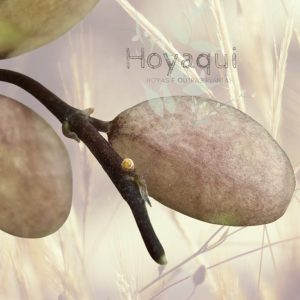 Hoya lacunosa ‘Autumn Blush’ (long leaves)