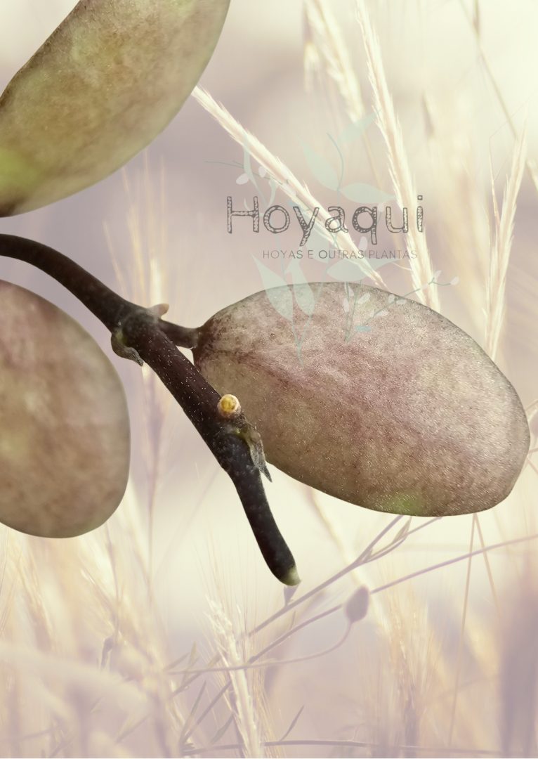 Hoya lacunosa ‘Autumn Blush’ (long leaves) Hoya lacunosa ‘Autumn Blush’ (long leaves)