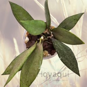 Hoya lacunosa ‘Autumn Blush’ (long leaves)