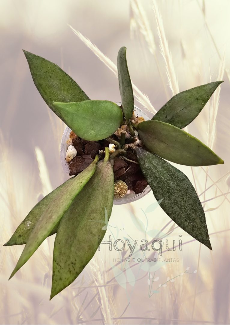 Hoya lacunosa ‘Autumn Blush’ (long leaves) Hoya lacunosa ‘Autumn Blush’ (long leaves)