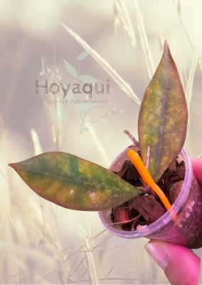 Hoya ignorata