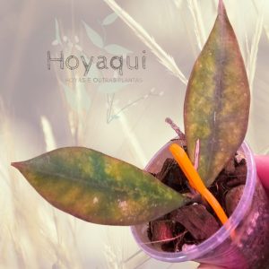 Hoya ignorata