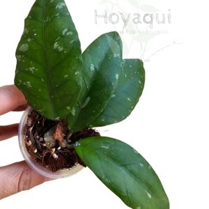Hoya sp. Sumatra (clone 3)