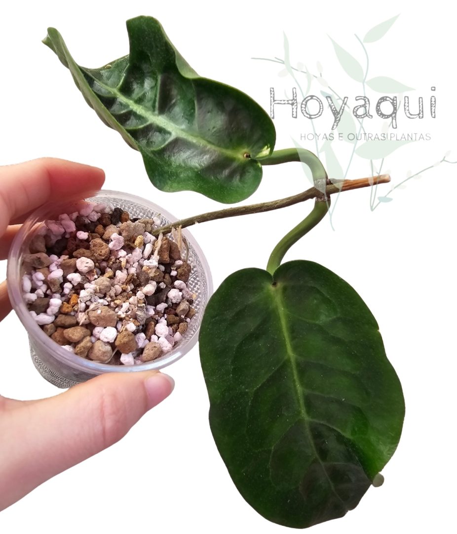 Hoya piestolepis NS10-057