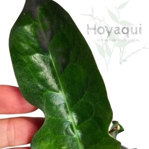 Hoya piestolepis NS10-057